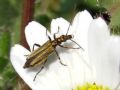 Oedemera flavipes